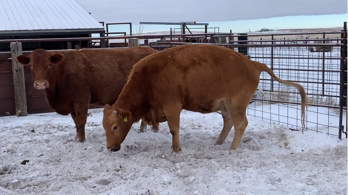 BC1218A Mix breed- 5-9 yr olds- Calve April 1st 30 days!